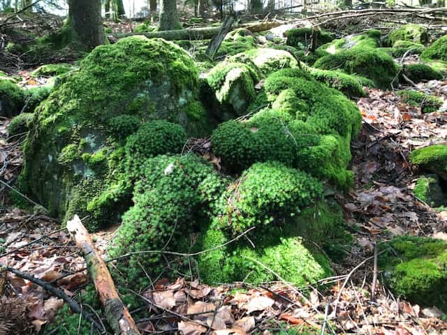Bemooste Steine im Wald